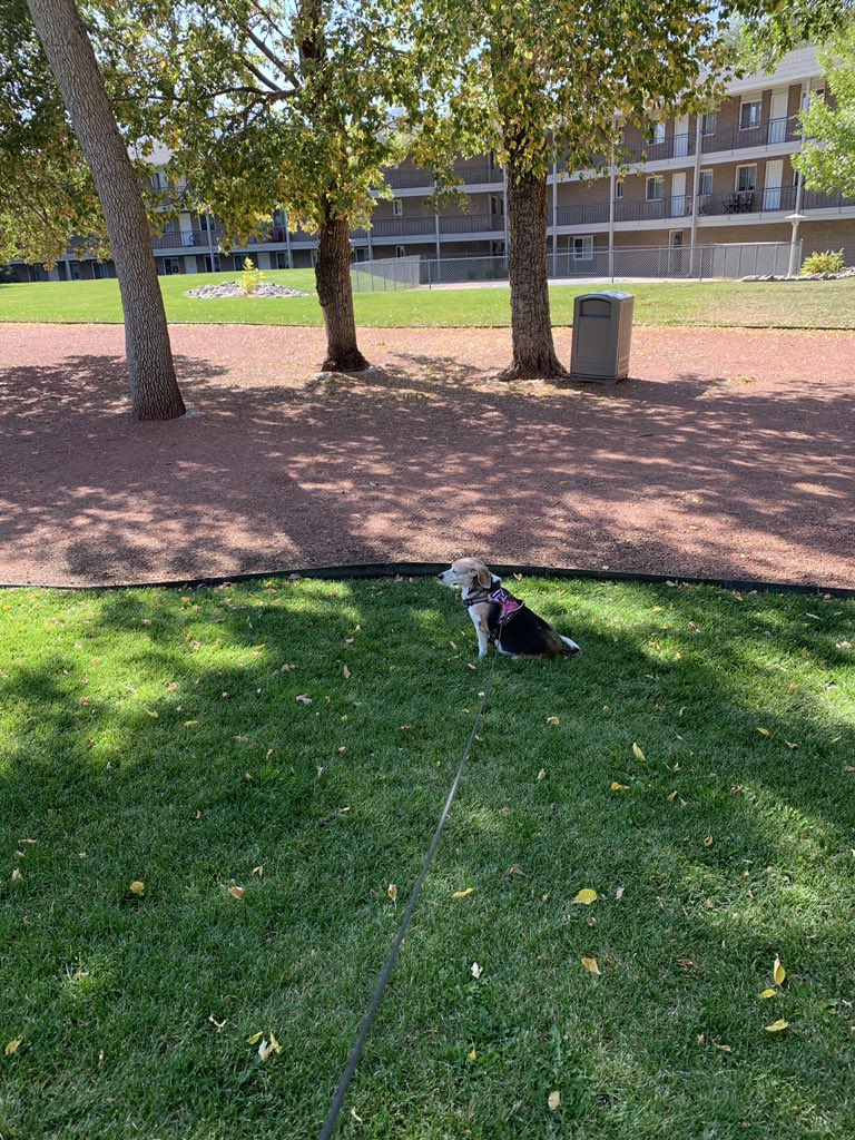 BorderlineMess's tweet image. Delilah is contemplating the universe on this beautiful day. #beagles #ColoradoSprings