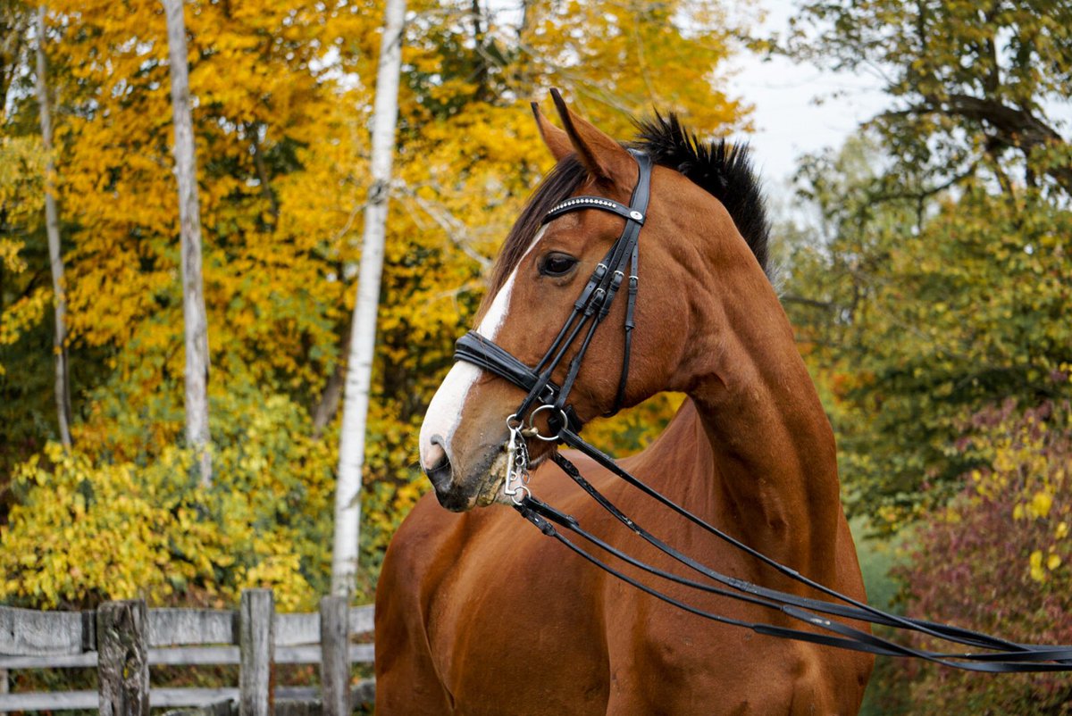 Autumn suits Zeus 😍🍂♥️
