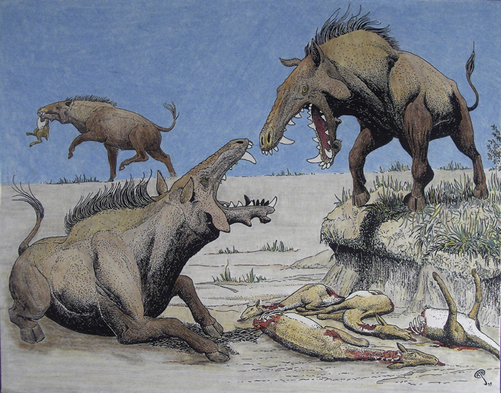 What interests me is that these animals seem not only to have been partially eaten and stored, but actually KILLED by Archaeotherium. Evidence includes tooth marks on the uneaten heads that match the entelodont's dentition.( http://douglasfossils.com )
