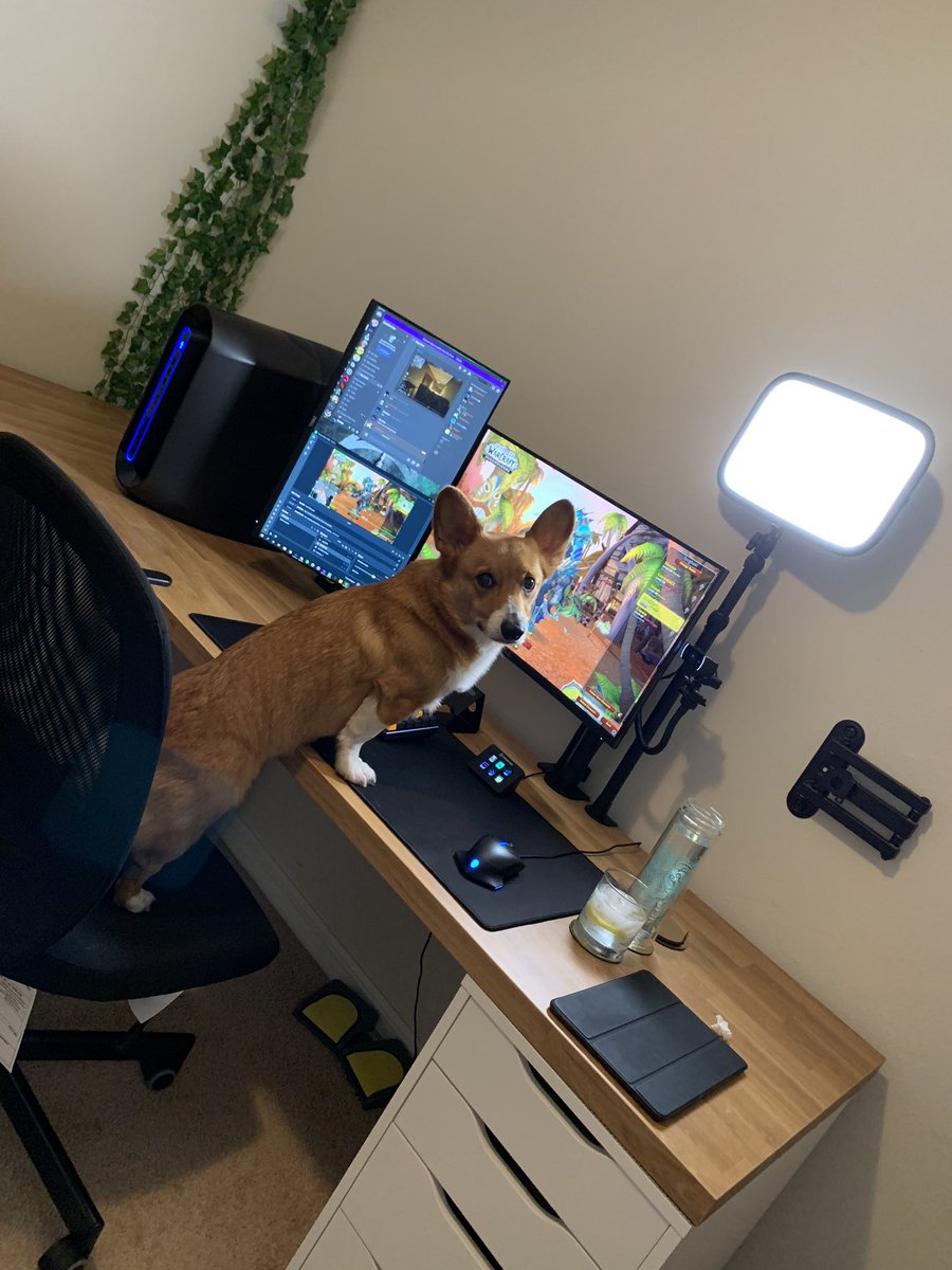 TheCorgiCheddar's tweet image. Catch me gaming on stream! 😎@ThatsSoVinny #ShotskieTV