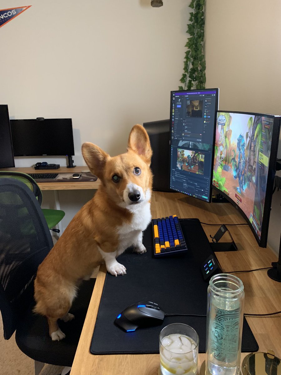 TheCorgiCheddar's tweet image. Catch me gaming on stream! 😎@ThatsSoVinny #ShotskieTV