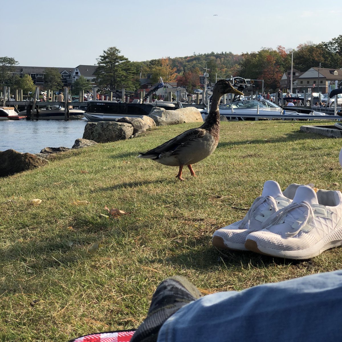 mehermakes's tweet photo. @Procreate, Podcasts &amp; Picnic by the lake with a surprise clingy guest &amp; ice cream.
🦆 🎨 🍦
#warmfallday #OOO https://t.co/nVJFHvDjMv