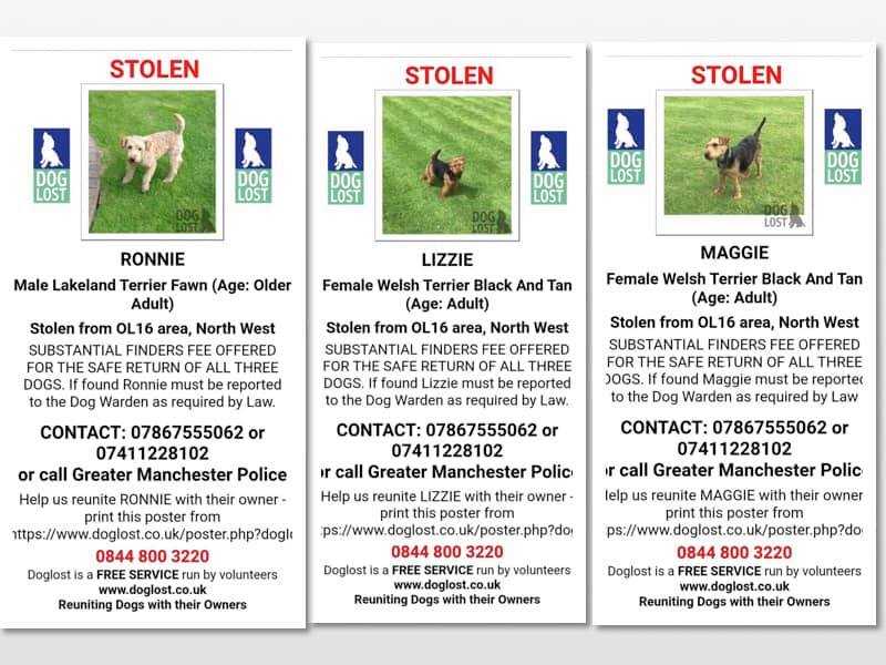 Let's ALL help get these dogs home where they belong. A  dedicated FB group for the 3 stolen dogs - Ronnie (Lakeland Terrier) &amp; Maggie &amp; Lizzie (Welsh terriers). New updates will be posted 
facebook.com/groups/9599587…
RONNIE, LIZZIE &amp; MAGGIE STOLEN OL16 07867555062