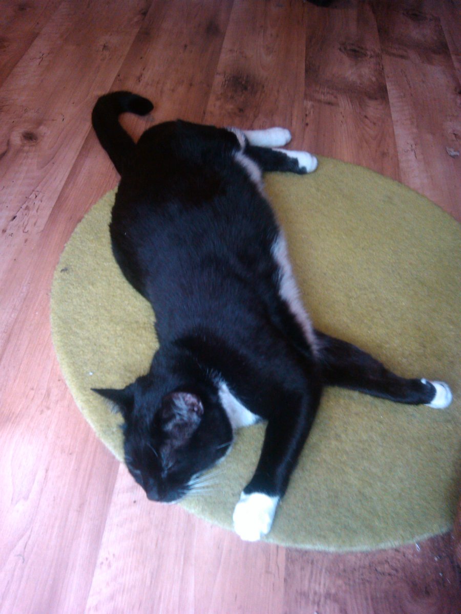 HI MOGYOGGIES! NEXT #MOGYOG POSE ON MON 2 NOV at 8pm UK TIME IS #STRETCH!😺💖🧘♀️
As u can see from my demo pics, dis pose can be done on ur front, back or on ur side!😸
It's great fur keeping ur muscles healthy an flexibles, an improving ur posture!🧘♂️💕
U has just 3 weeks!😹🧘 https://t.co/Goa6WheLwG