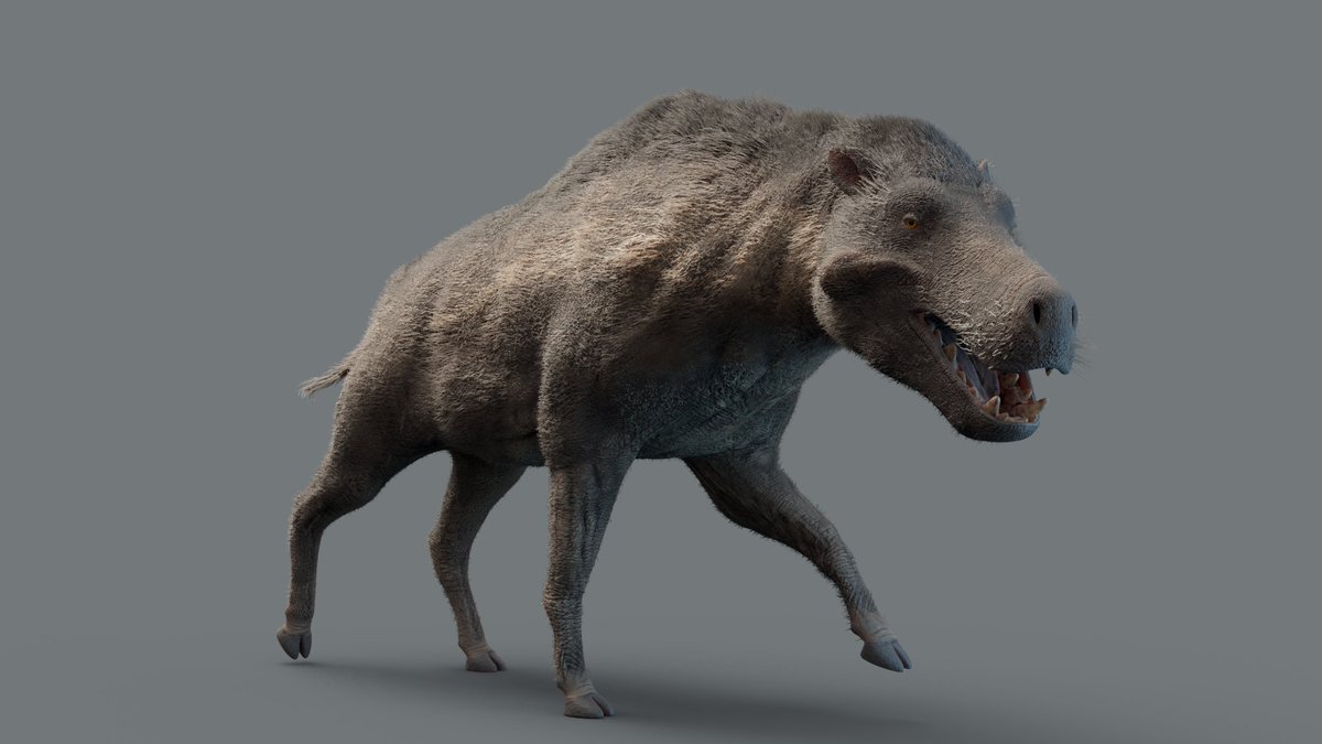 Archaeotherium, a species of entelodont I mentioned quite a bit, stood over a meter in height at the shoulder and was roughly two meters in length. The largest known entelodont was Daedon, whose HEAD was a meter long. They stood over five feet tall at the shoulder(Max Bellomio)
