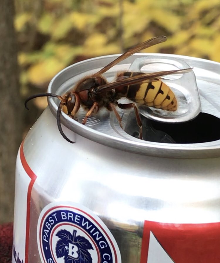 Ruthscott23's tweet photo. WTF is this?!!! 
Biggest wasp/hornet I’ve ever seen!!! 
Not sure the pic does the size justice but much bigger than the opening of my beer!! Definitely caused a crowd to gather round!
#murderhornet🤷🏻‍♀️
@omafra 
#bonecho https://t.co/jC0dXurUbv