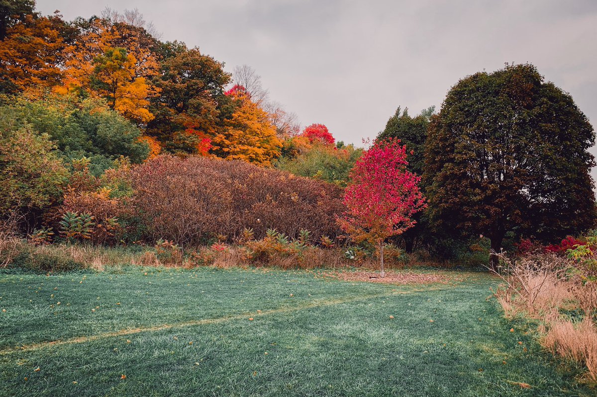 A slice of autumn 🍁🍂🌳 #Mississauga #Autumn #autumnvibes #autumncolors #AutumnLeafWatch #fallcolours