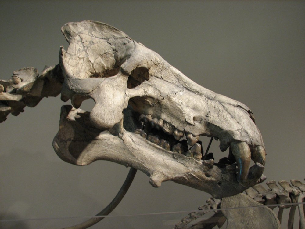 Returning to Andrewsarchus: Some consider this mammal to be closely related to or even among the entelodonts. Indeed, it possesses similar teeth and overall skull profile. My main reservation is the lack of cheek flanges and postorbital bar seen in entelodonts.