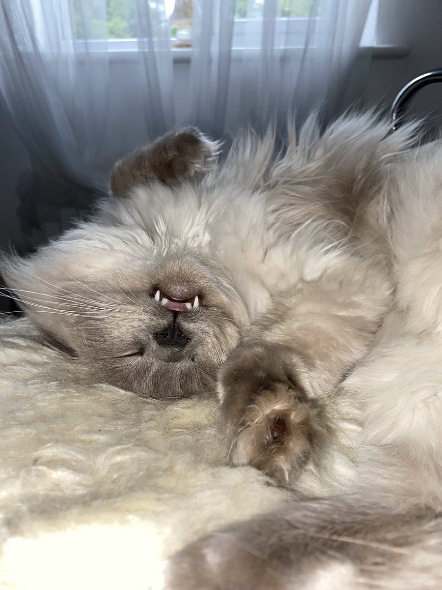 lisarooni's tweet photo. @kingmufasaragdoll submission for the #unflatteringcatphotochallenge 

Follow his mischievous antics on Instagram https://t.co/lLHXu5vjyz