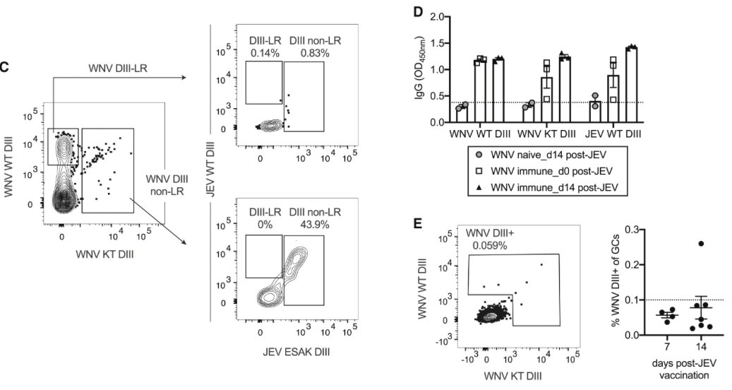 mmw_lmw's tweet photo. #Recall_Responses to Heterologous #Flaviviruses | Affinity-Restricted #Memory_B_Cells Dominate | Plasma-Cell-Biased MBCs | Deepta Bhattacharya @uarizona @ImmunityCP https://t.co/9QHBHUx6vj https://t.co/2zzFN5Ueaq