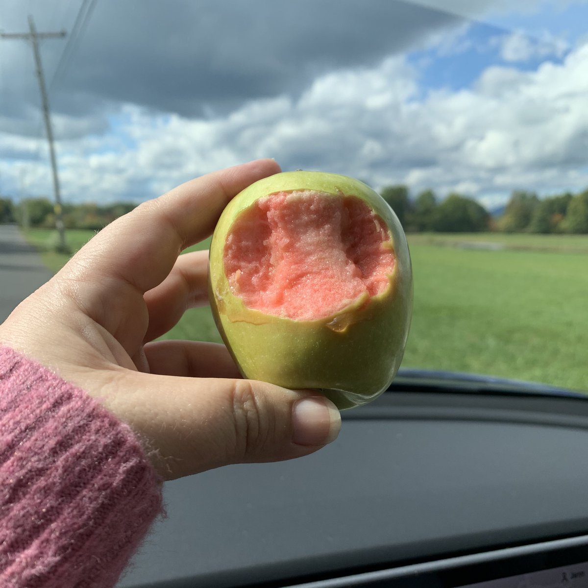 Hidden Rose: this is a gorgeous, surprising apple. Like - I had to pull over the side of the rows and snap a pic because WHOA PINK! — that said, unfortch, it’s nothing to write home about, taste-wise. It’s fine! It’s good! Just... whatever. I got bored eating it. 6.75/10 for PINK