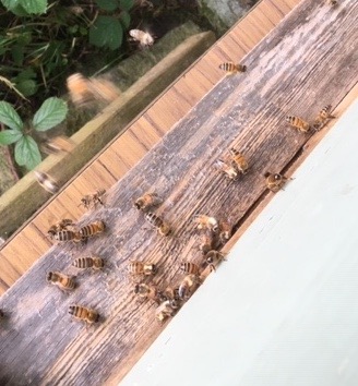 6/9 Summer. The bees are thriving, their stripey backs betraying their visit to Himalayan Balsam (hated by gardeners, loved by beekeepers). It gives a delicate fragrant honey that stays runny. But, disaster, on a routine inspection - queen cells. The hive is about to swarm!