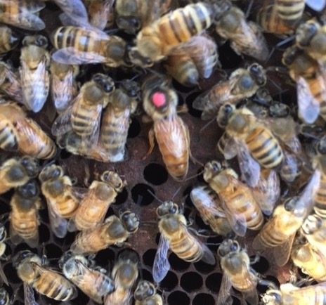 7/9 Cherchez la femme. A desperate hunt for the queen ensues. After an hour I find her, then kidnap her and three frames of brood to trick the colony into thinking it has swarmed. I destroy all but one queen cell. An anxious wait to see if the remaining bees raise a new queen.