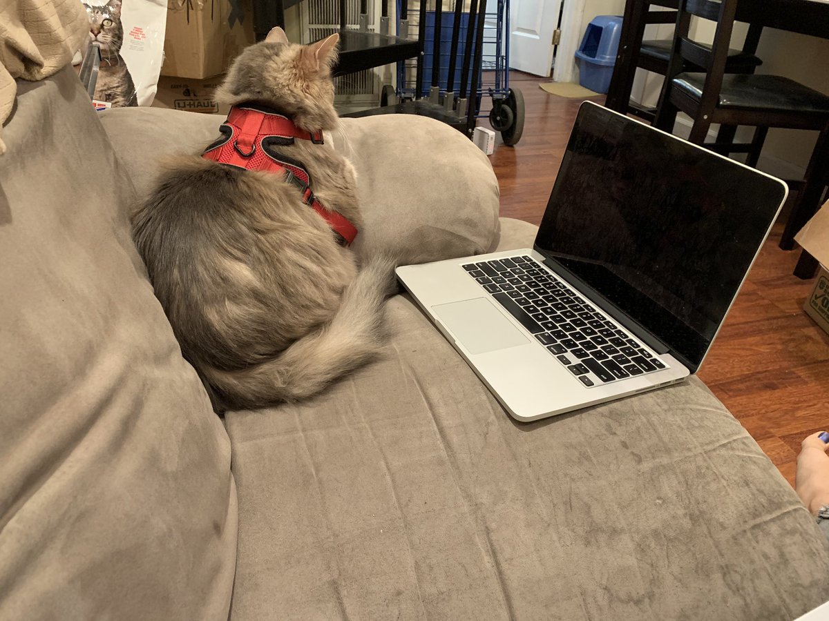 I tried doing what the internet told me to do. Gently plopped him in the corner and then put my old laptop in front of him. He’s staying there but is entirely uninterested. Anti-work just like Mom