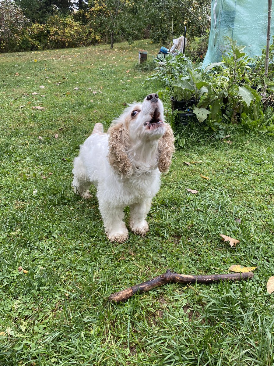 Sensessential's tweet photo. I think my dog is loosing his hearing so he feels he needs to bark louder when telling me to throw the stick. Dude I hear you!! Iβve already throw it 15x! #throwthestick https://t.co/ZBaS5jkcgS