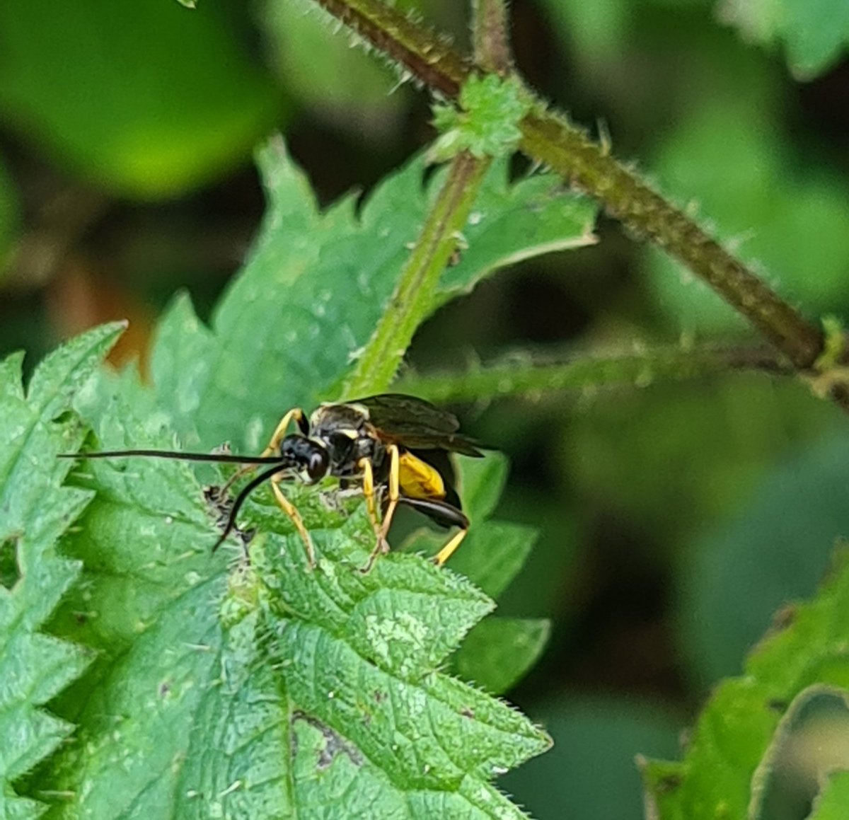 ThatRebelReid's tweet photo. It's not just spiders on my patch of course, this male Ichneumon sp was one of many different unidentifiable species that I recorded this week 😁
#panlist #iRecord #ichneumonidae #lovenature https://t.co/ZZad79sJxs