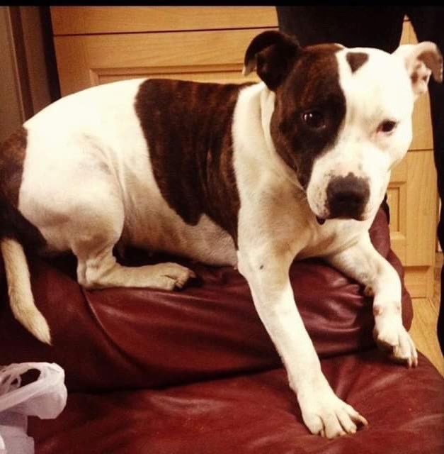 So so sad to have to say goodbye to our wonderful staffi Missy today,she was incredibly loyal obedient and trustworthy. She sort of thought she was human,would listen to conversations,iterperate emotions,and know what the right thing to do was, many many tears 😓