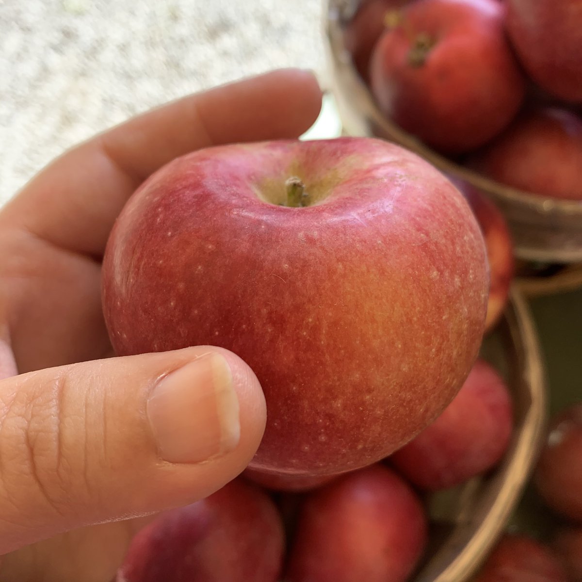 Internet fan favorite Macoun, 1923, NY - look it’s a great apple (and good for pie) - you don’t need to come for me! It’s well balanced, crisp, legitimately FUN to eat. (I often can’t get through a whole apple, but I devoured every speck of this one, with a smile.) 9/10