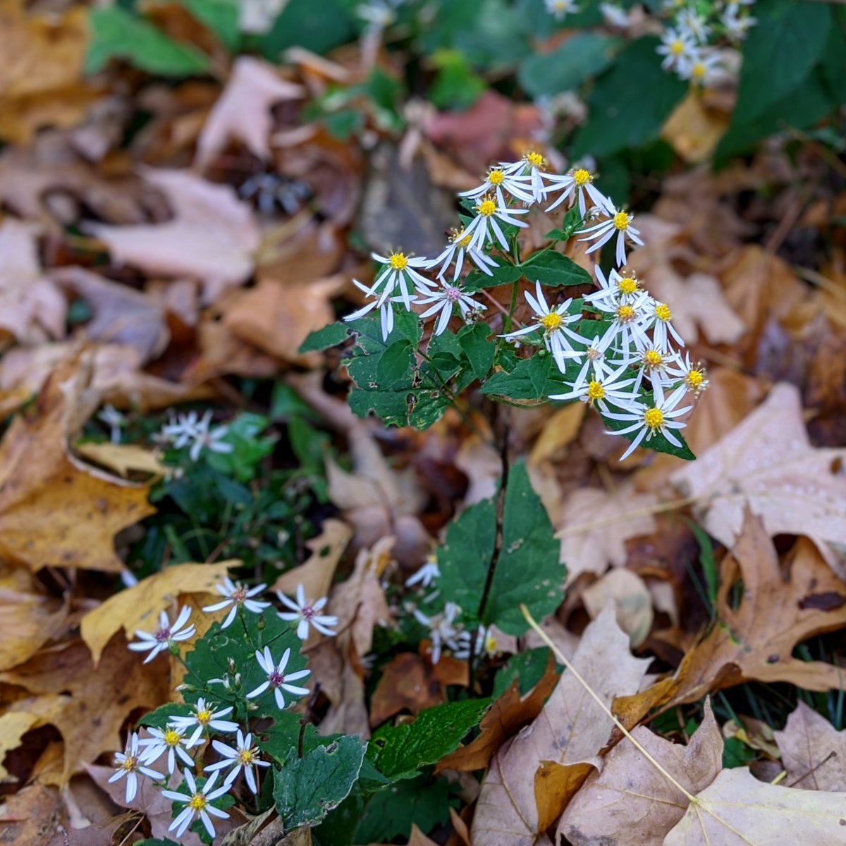 There were tiny wildflowers on the forest floor.