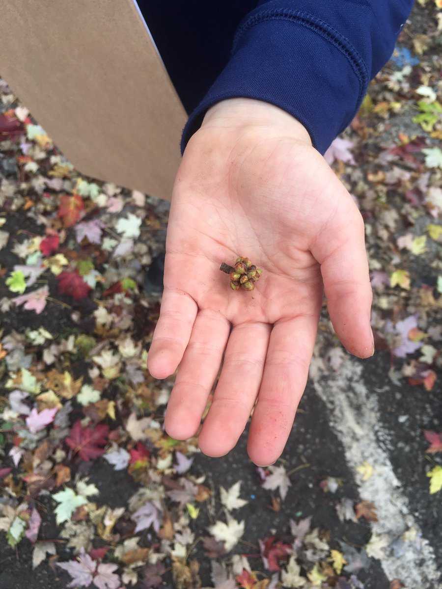 RWesterhoek's tweet photo. What better way to celebrate autumn in #Grade2 than with a scavenger hunt? A highlight was stopping in silence to listen to the wind 💨 in the trees 🌳 thank you @CBCKids https://t.co/3jnyKKiGju
