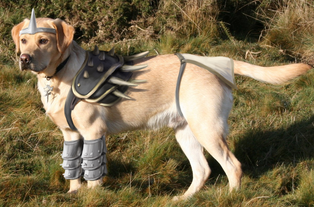 General Labraador the good boi.

(pls laugh)