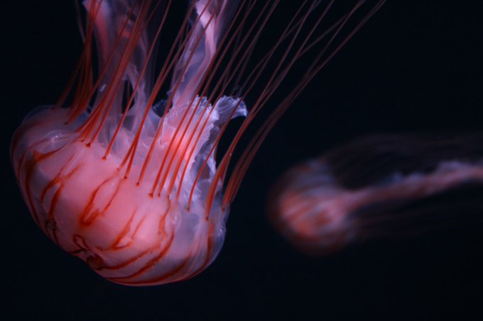 京都水族館のtwitterイラスト検索結果