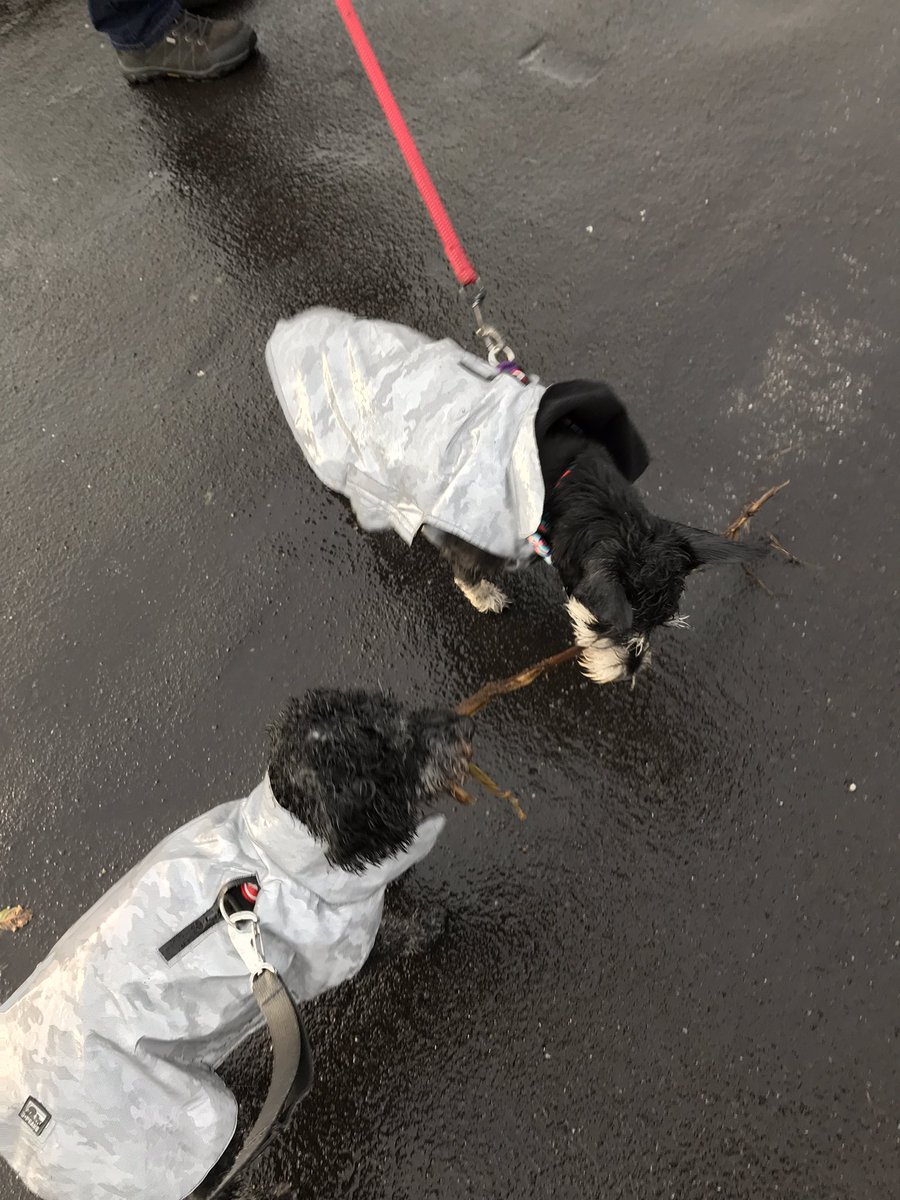TiggyPup's tweet photo. It’s raining but we don’t mind cos we found sticks- mine was fabulous. Then we decided to share and it snapped 🐶🐶 #Schnoodlelife #SchnauzerGang #puppylife #lovedogs https://t.co/xpZa8DAood