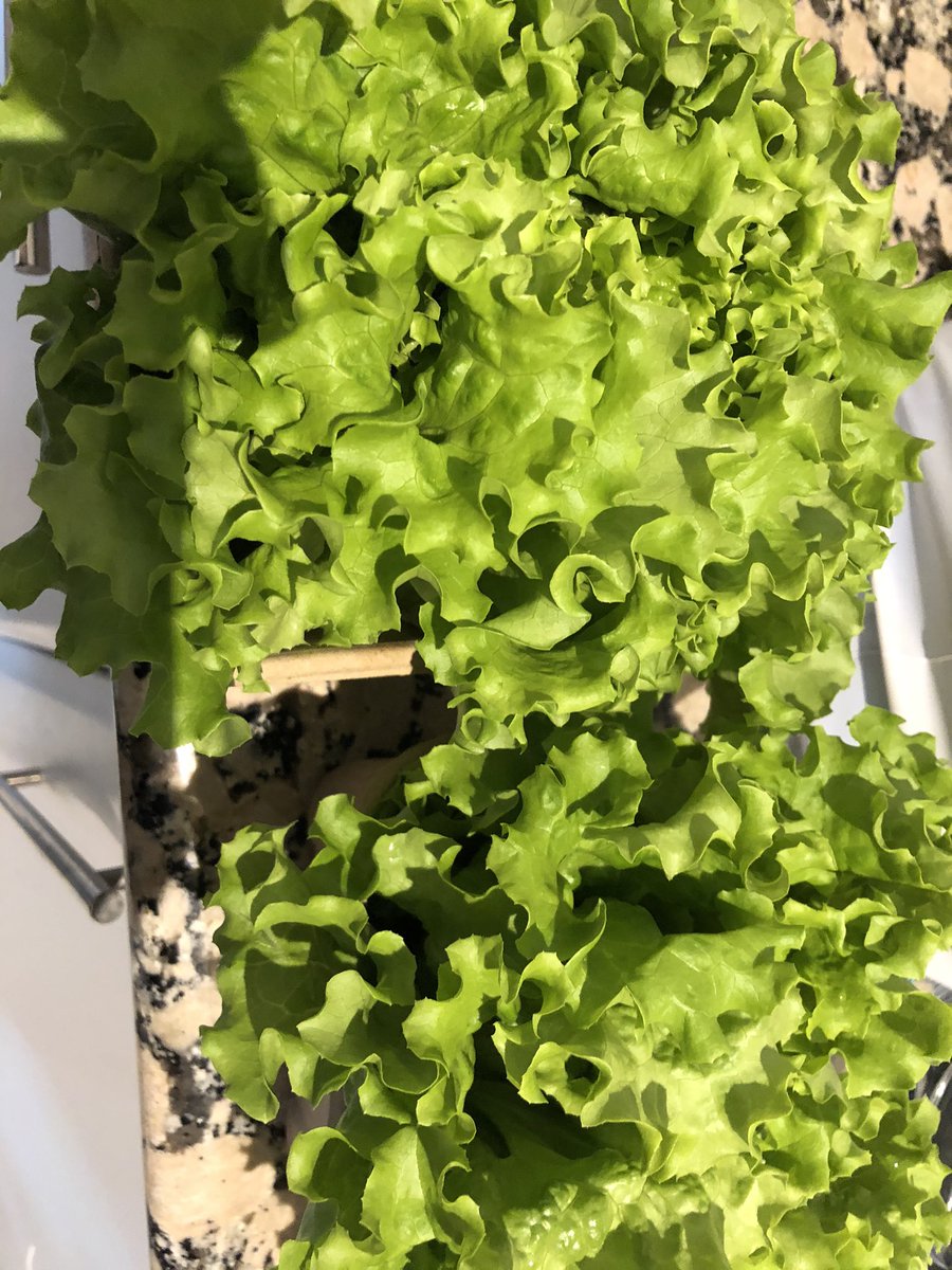 Llevo muchos años escribiendo que no hay un cochinillo como este. Hoy volvemos a comprobarlo. Lograr que llegue a casa con este punto. Y con esa lechuga viva para acompañar. Enhorabuena <a href="/CoqueMadrid/">Restaurante Coque</a> y toda la familia Sandoval.