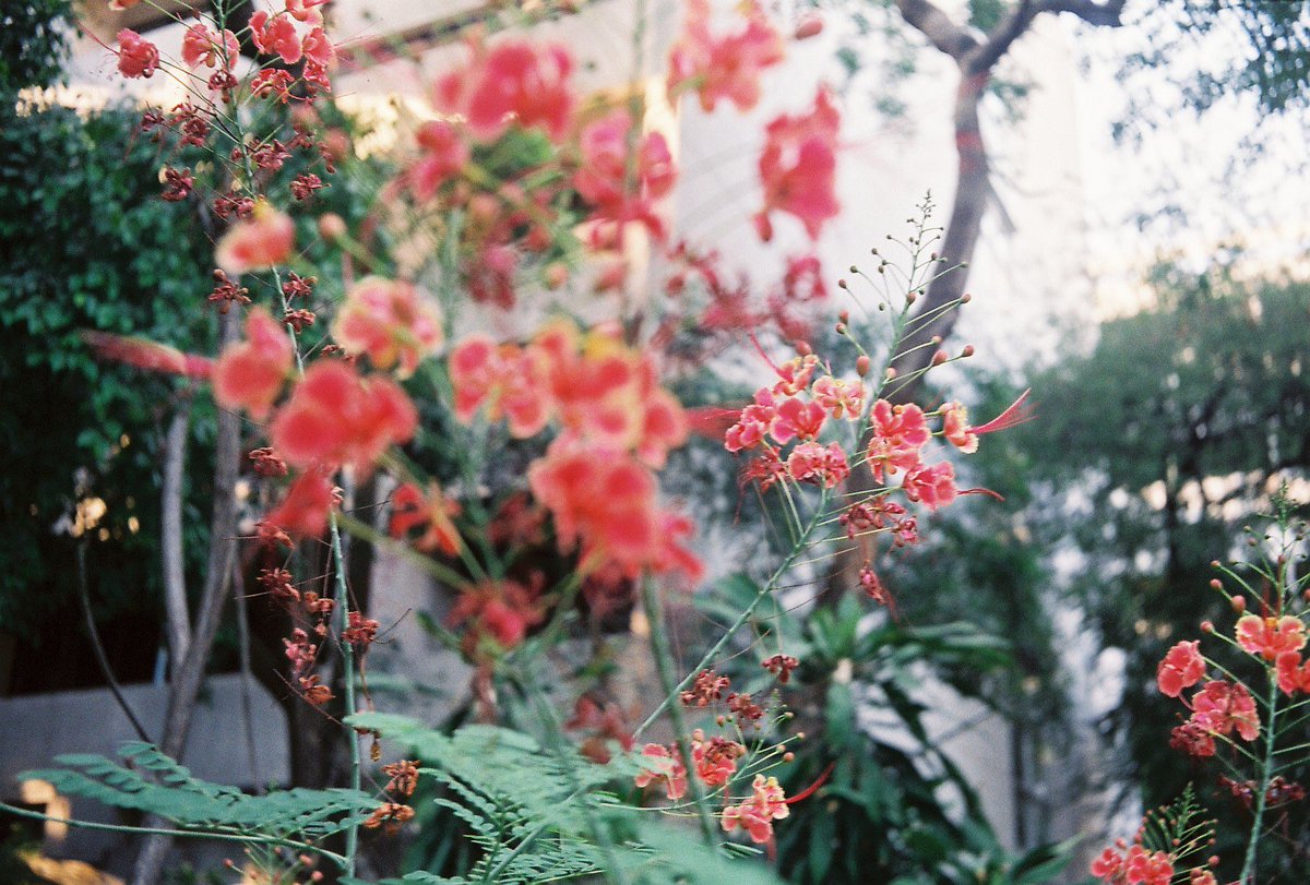 maycoeurrock's tweet image. ขายกล้องฟิล์มFUJICA COMPACT35 
-วัดแสงอัตโนมัติ ไม่ใช้ถ่าน
-โฟกัสแบบกะระยะ หมุนปรับง่าย
-ช่องมองใส ไม่มีฝ้า
-แถมถุงกล้อง
-ชัตเตอร์กดไม่ลงบางครั้ง แต่ไม่เกิน1ใน3ของฟิล์มทั้งหมด

🔥1800 บาทรวมส่ง/นัดรับ

ตัวอย่างรูปที่ถ่ายด้านล่าง 👇🏼
#กล #ขายกล้องฟิล์ม #กล้องฟิล์ม #กล้องฟิล์มมือสอง