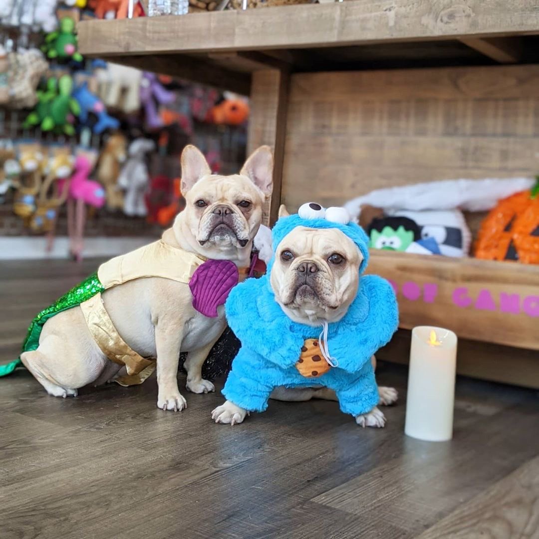 🎃SP👀KY SEASON IS HERE🎃
🍪Lola: "Where are my cookies?!"🍪
🧜‍♀️Wafi: "Felt cute, might delete later"
👻We got our costumes at Woof Gang Bakery &amp; Grooming!