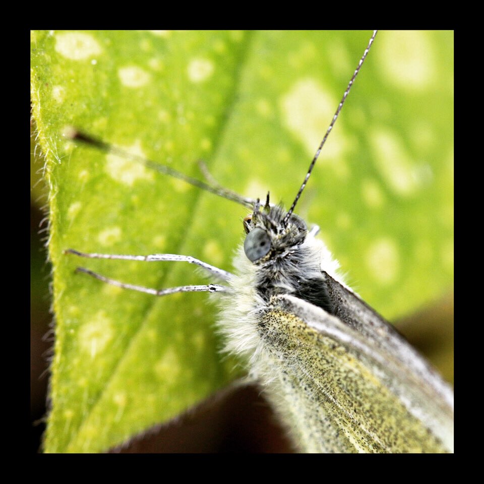 Studio_ePosh's tweet photo. Residenties in IJsland geannuleerd vanwege wereldwijde COVID-19 lockdown. Nr18
In plaats van onderzoek te doen in de wilde natuur in IJsland, ontdek ik wonderen in mijn kleine tuin.
Wie is deze harige gast?
#natuur #IJsland #residentie #internationaleuitwisselingmetcollegas https://t.co/1BtHedcpOT