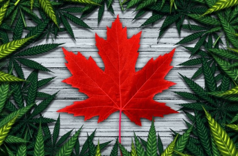 "TOP 7 CANADIAN CANNABIS BRANDS TO FOLLOW IN 2020"
cannabislifenetwork.com/top-7-canadian…