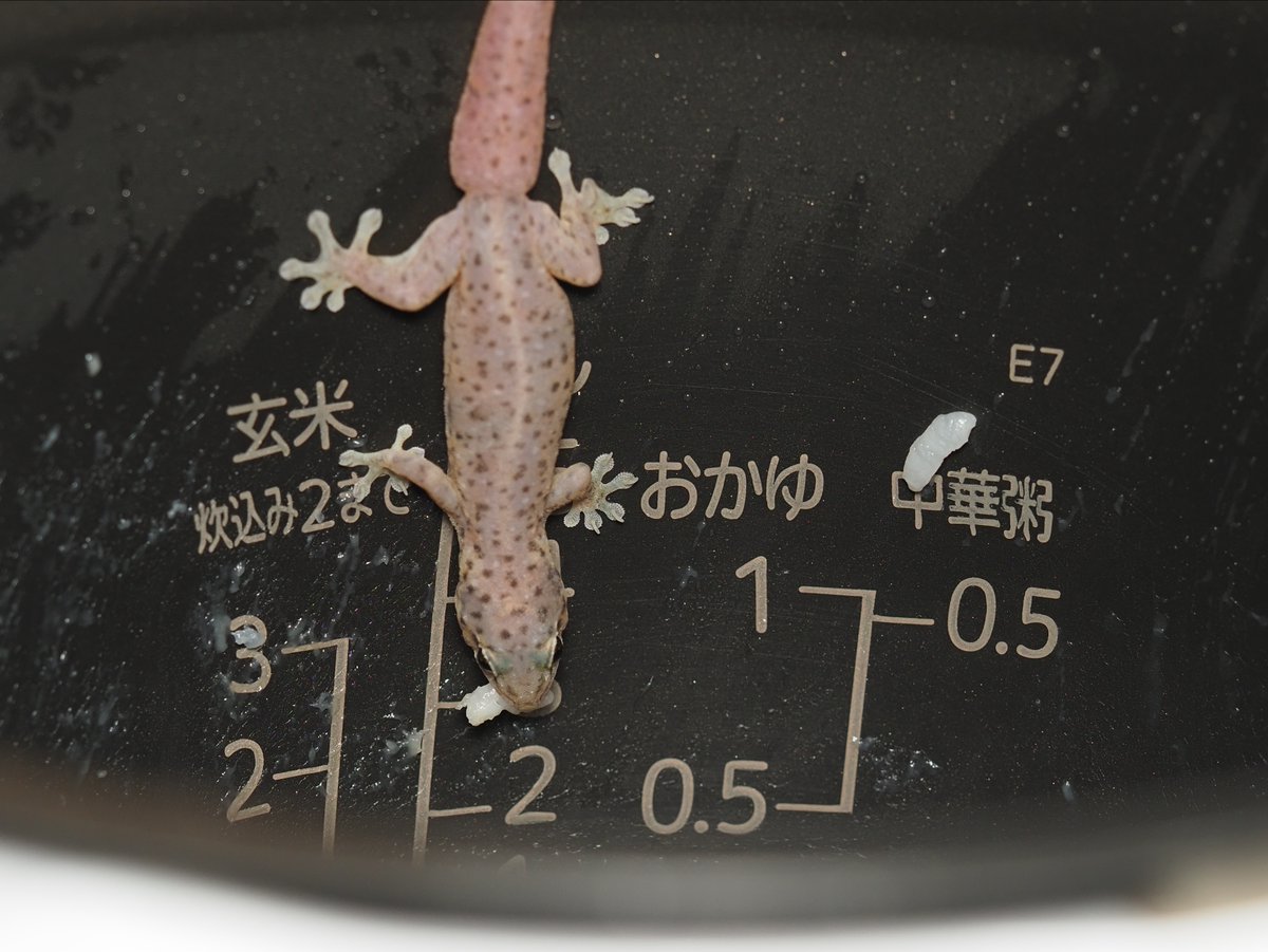 が に 入っ 家 たら ヤモリ