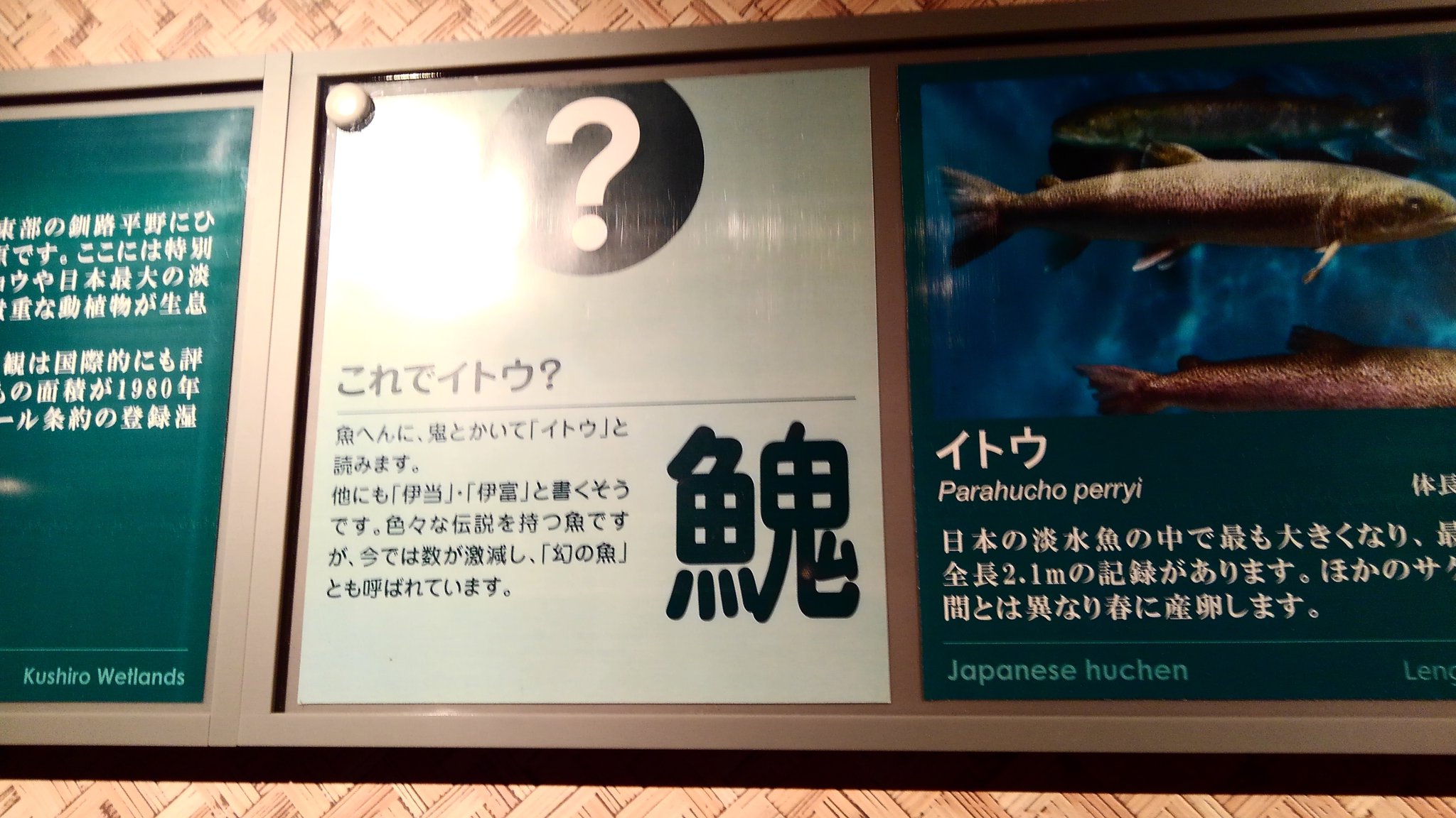 拾萬字鏡 𩹷 U 29e77 魚へんに 鬼と書いて イトウ と読みます 日本の漢字 規格にはない字なんだな 最近生じた日本独特の漢字だが由来は不明 字形衝突はある 大きく獰猛な魚なので 鬼 に喩 ﾀﾄ えたという説がある アクア トトぎふにて