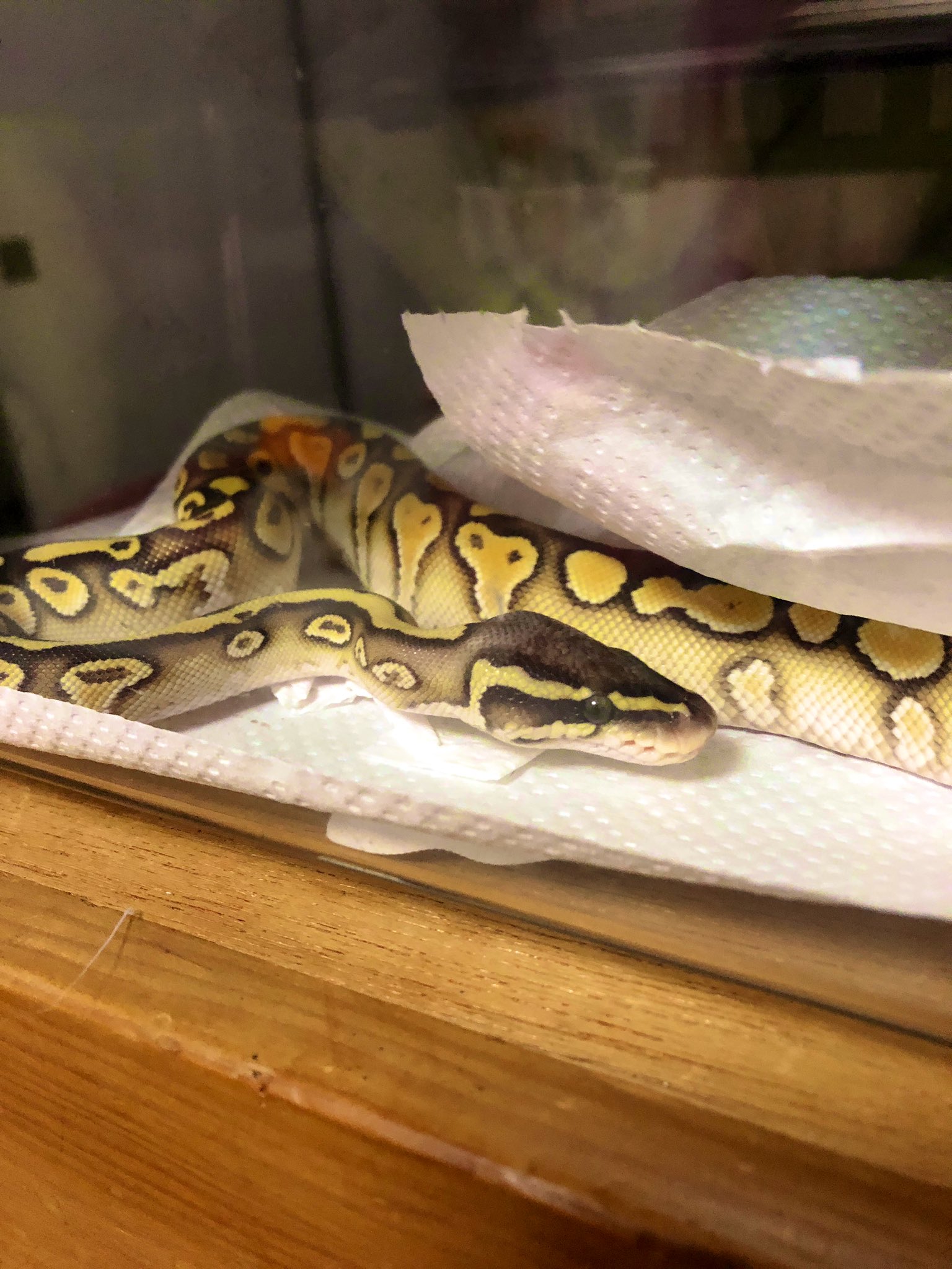 Vanesa マジ綺麗 Ballpython ボールパイソン 蛇ペット 爬虫類が好きな人 Mybaby 名前 Liltih T Co Rxi09np2nr Twitter