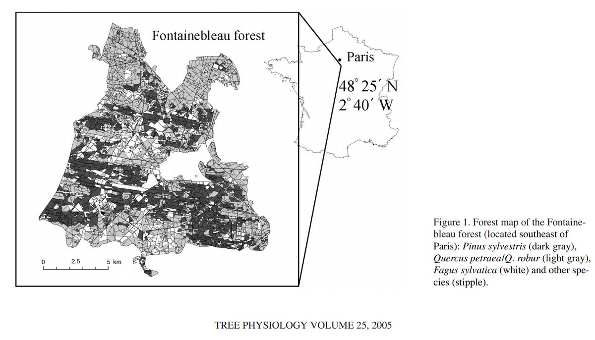 Les chênes tricentenaires il n'y en a pas beaucoup dans les forêts françaises (elles sont gérées). Prenons la forêt de Fontainebleau pour exemple. L'âge moyen des chênes est de 137 ans (89 ans pour les hêtres et 68 ans pour le pin sylvestre). Voir aussi la distribution des âges.