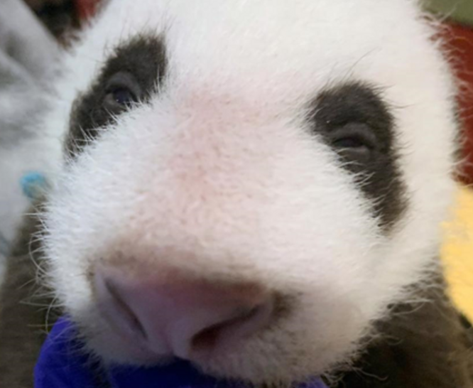 7NewsDC's tweet photo. The baby panda at Smithsonian's National Zoo turned 6 weeks old Frday. 

The cub's eyes are starting to open and should fully open in two weeks. 

MORE: https://t.co/O3KfePPvfj https://t.co/11GX5tBICp