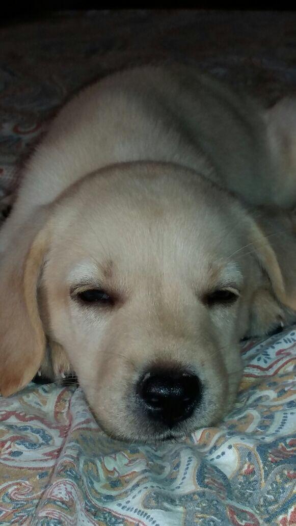 LabPrince's tweet photo. My favourite bed! Would always sleep in between my parents and brother!!! Enjoying my life to the fullest!!! https://t.co/5XNujNZYHJ