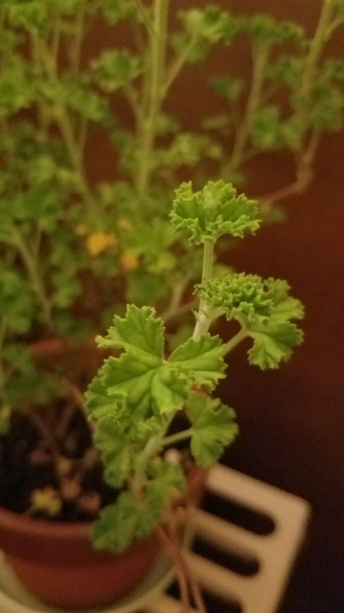 レモンゼラニウム