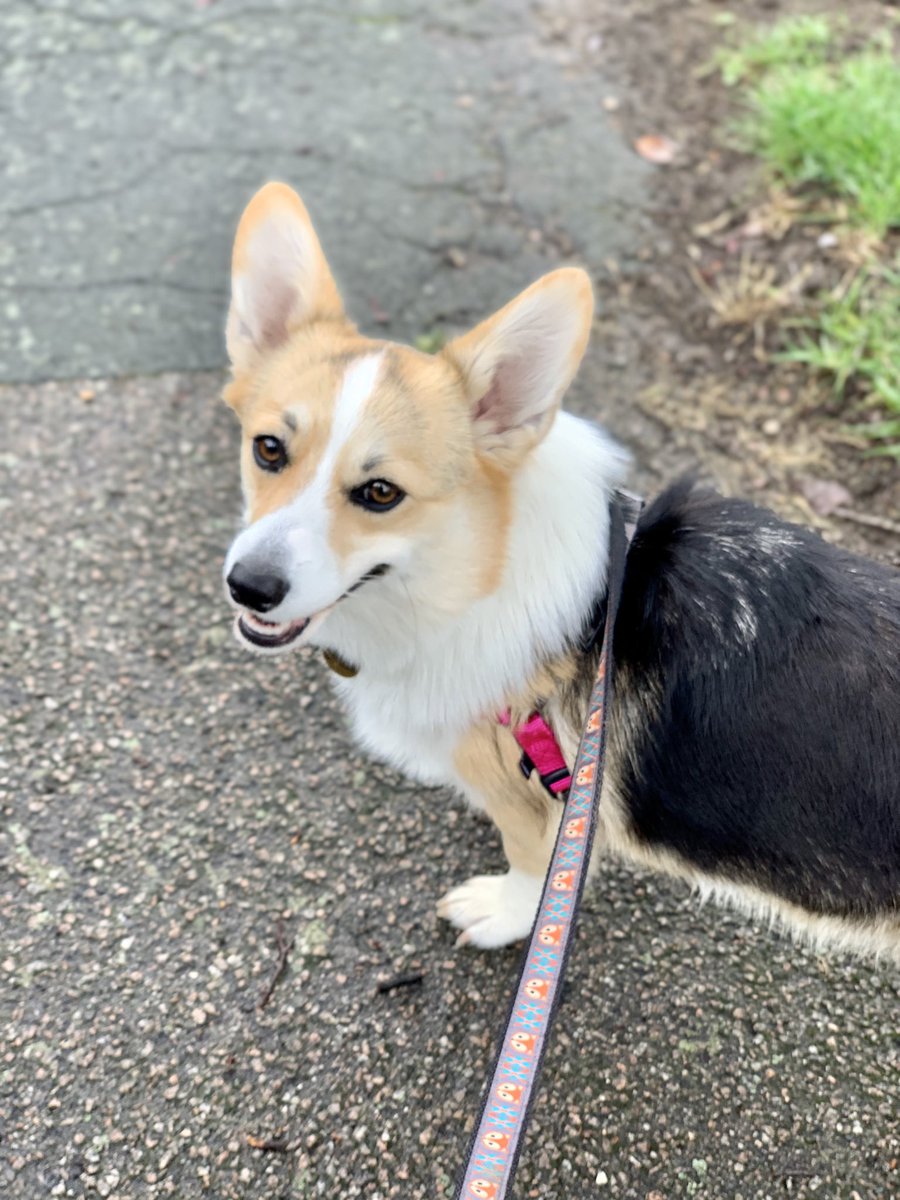 Kendra_Little's tweet image. We are taking a quick break from #sqlbits2020 to get some steps and sniffs in