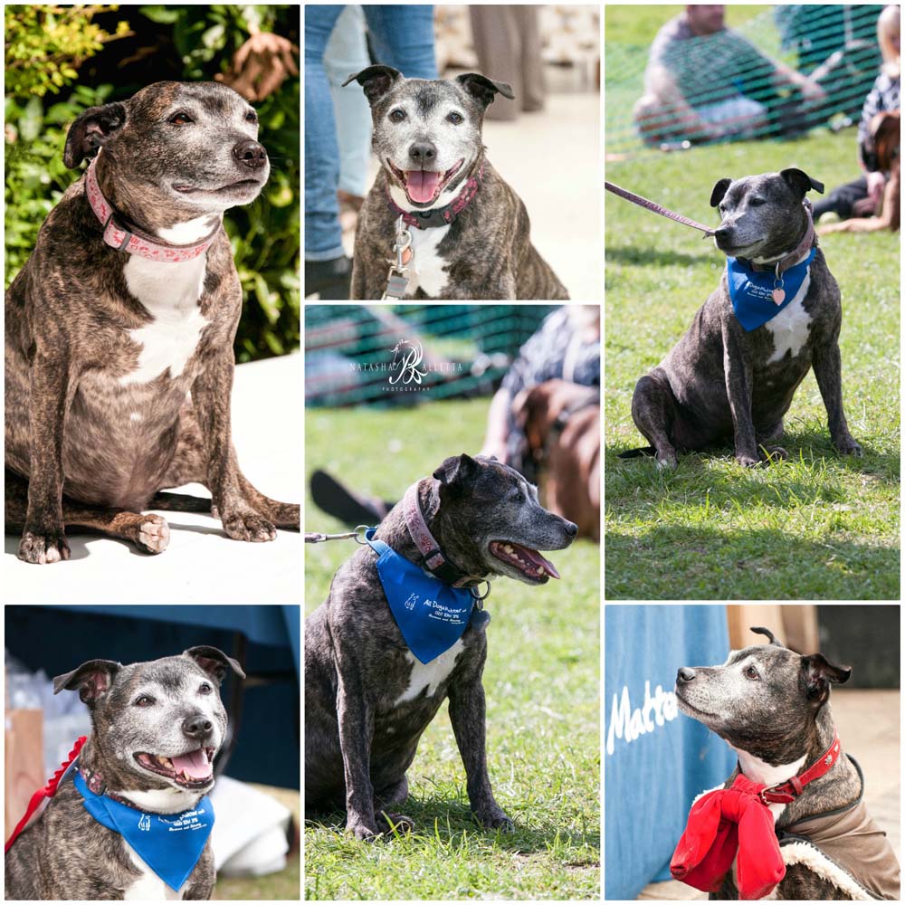 Natasha Balletta (@natashaballetta) on Twitter photo I was so sorry and sad to read about <a href="/AbiTheStaffie/">Abi the Staffie</a> earlier, she will always be remembered, she was a great Staffie with a big heart <a href="/GirlStaffie/">@therescuestaffiefamily 🙋♀️Gracie & Teddyboy 🐶</a> <a href="/TheDogvine/">The Dogvine</a> <a href="/annawebbdogs/">ANNA WEBB</a> <a href="/MerlynStaffie/">Merlyn the little blue Angel staffie 🌸</a> <a href="/phillassman1/">Phil Lassman</a> <a href="/bybenjibiltong/">ByBenji Biltong</a> <a href="/marcthevet/">Marc Abraham OBE</a> <a href="/HHinLDN/">Christiana</a> <a href="/TeddytheStaffy/">Teddy the staffie 💙</a> <a href="/AllDogsMatter/">All Dogs Matter</a> I was so sorry and sad to read about <a href="/AbiTheStaffie/">Abi the Staffie</a> earlier, she will always be remembered, she was a great Staffie with a big heart <a href="/GirlStaffie/">@therescuestaffiefamily 🙋♀️Gracie & Teddyboy 🐶</a> <a href="/TheDogvine/">The Dogvine</a> <a href="/annawebbdogs/">ANNA WEBB</a> <a href="/MerlynStaffie/">Merlyn the little blue Angel staffie 🌸</a> <a href="/phillassman1/">Phil Lassman</a> <a href="/bybenjibiltong/">ByBenji Biltong</a> <a href="/marcthevet/">Marc Abraham OBE</a> <a href="/HHinLDN/">Christiana</a> <a href="/TeddytheStaffy/">Teddy the staffie 💙</a> <a href="/AllDogsMatter/">All Dogs Matter</a>