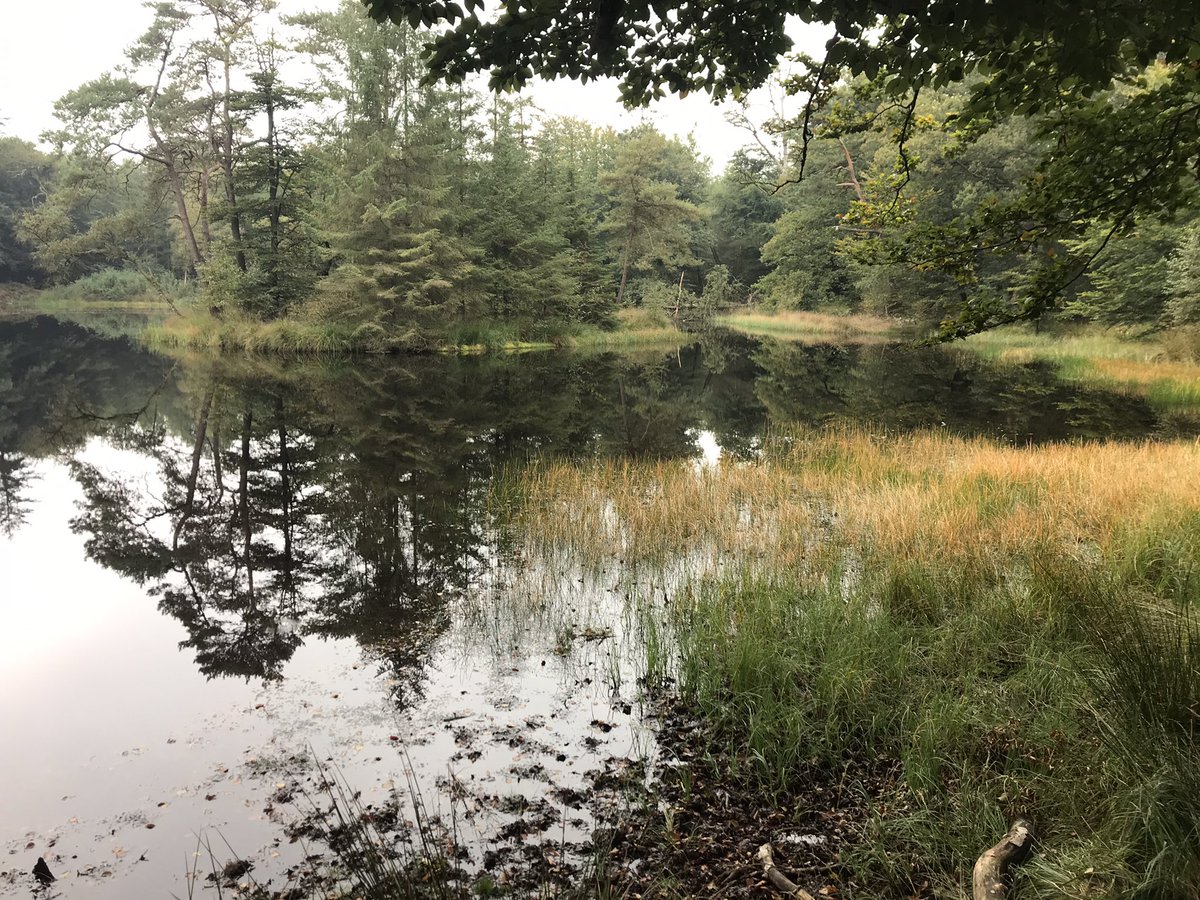 debvkor's tweet photo. Heb jij ook een uitnodiging gehad om het bos in te gaan? Zo niet... voel je vrij om te genieten van de herfst! https://t.co/WK9tQ4vGLg