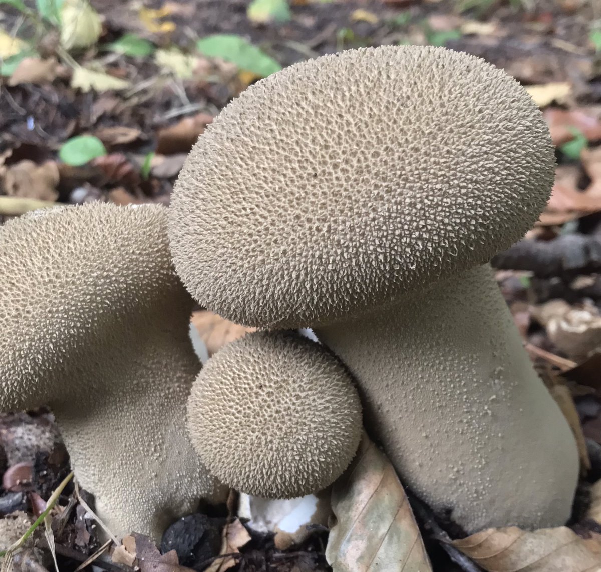 debvkor's tweet photo. Heb jij ook een uitnodiging gehad om het bos in te gaan? Zo niet... voel je vrij om te genieten van de herfst! https://t.co/WK9tQ4vGLg