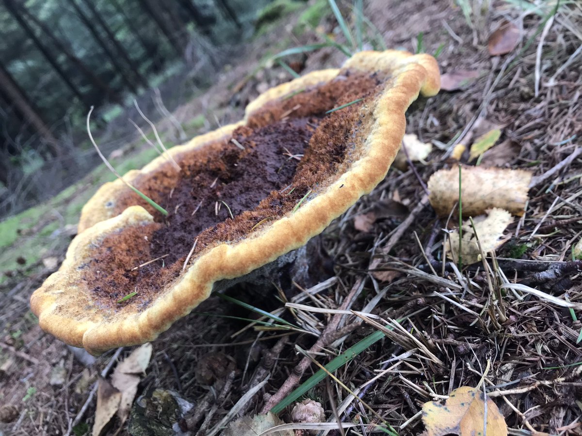 Heb jij ook een uitnodiging gehad om het bos in te gaan? Zo niet... voel je vrij om te genieten van de herfst!