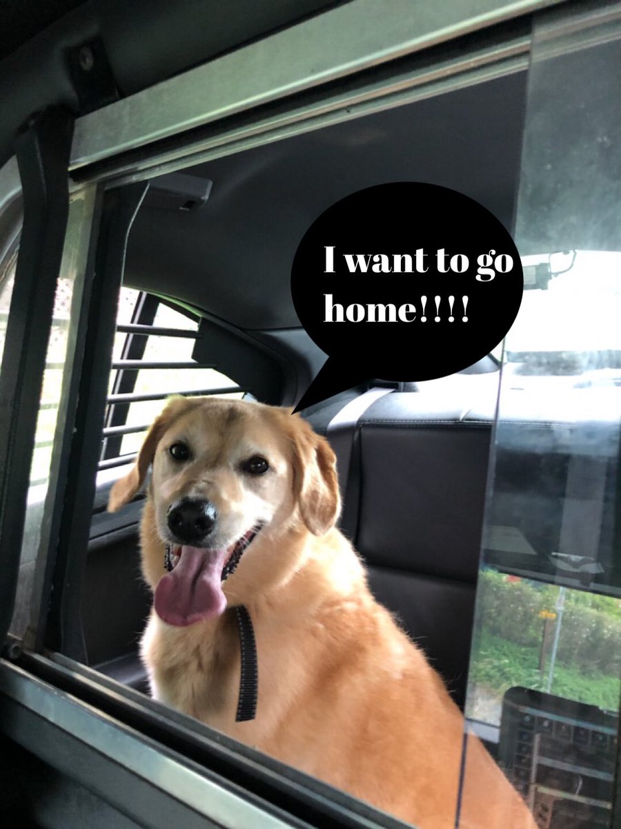 RNC_PoliceNL's tweet photo. We found this sweet boy in the Bannerman Park area of St. John’s.  If you own him he is over with Humane Services on Higgins Line. https://t.co/NHfTlxXGka