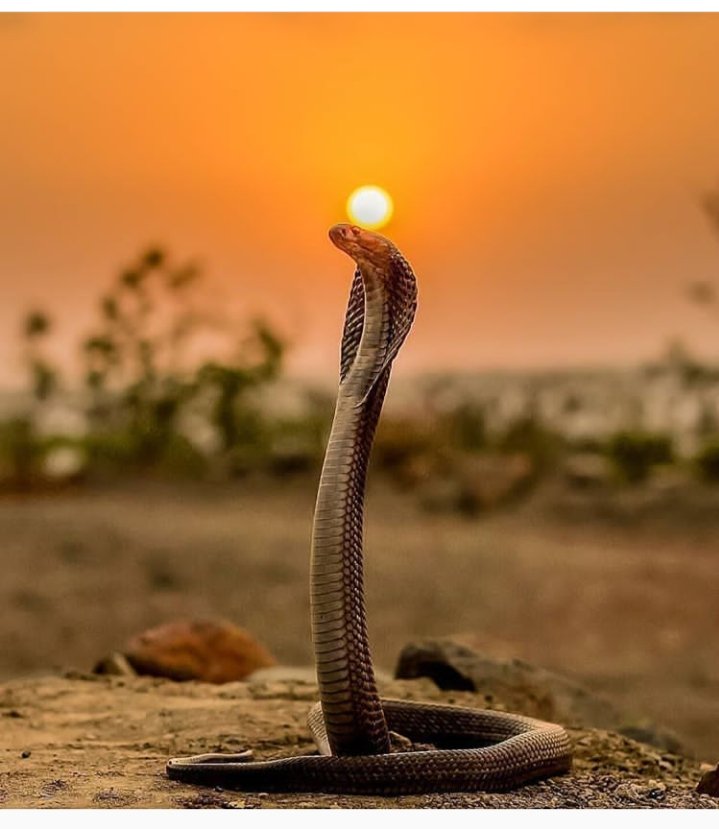 ShuaibM93793584's tweet photo. #snake #wildlife
#india #snakeworld
#life #beautiful https://t.co/qBfEBun4em