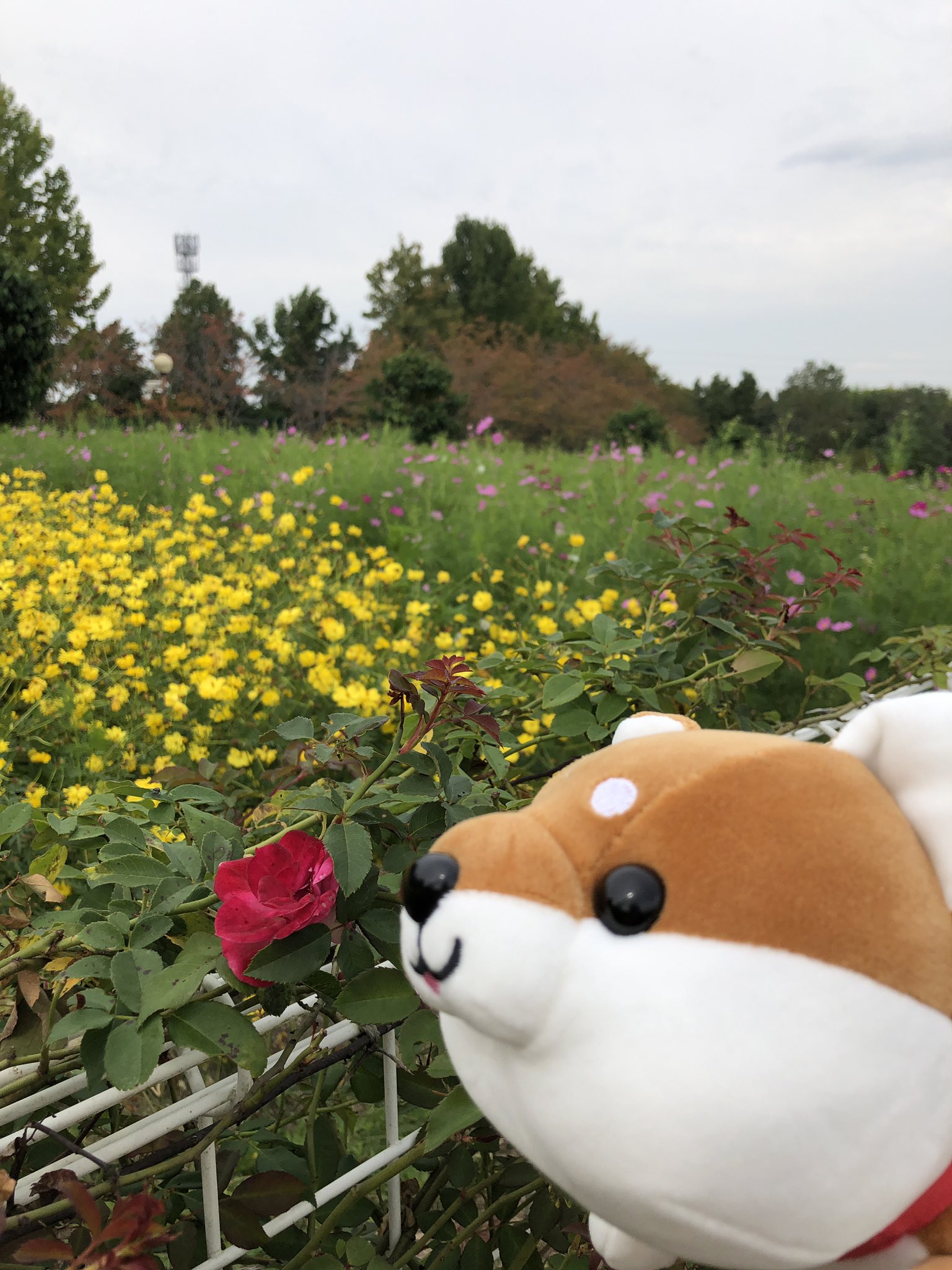 ハッピーまめしば くじ 2等 ぬいぐるみ ㈱CUTE ハッピー豆柴くじ・ハッピー秋田犬くじ - ぬいぐるみくじ