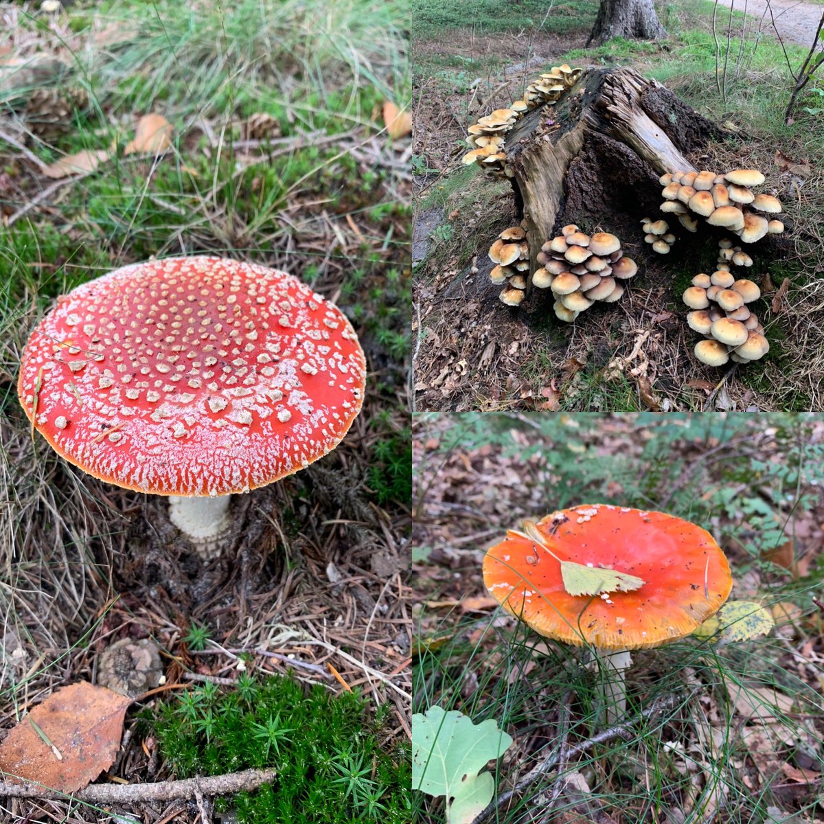 Check ✅ het is herfst 🍂