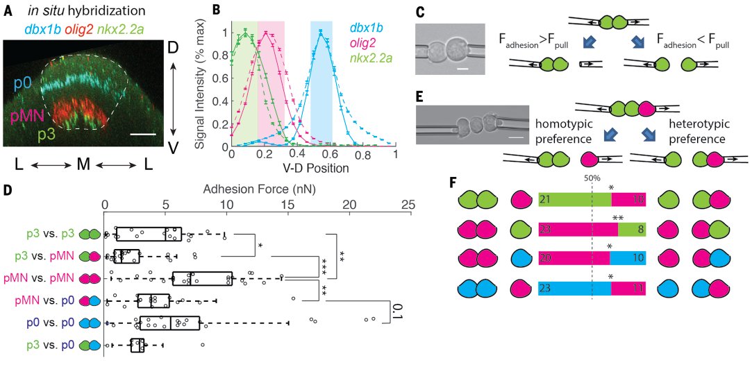 Turns out in all 3 cell types I tested, they all have stronger adhesion force with cells of the same type, and prefer to adhere to cells of the same type in the tug-of-war assay. 5/12