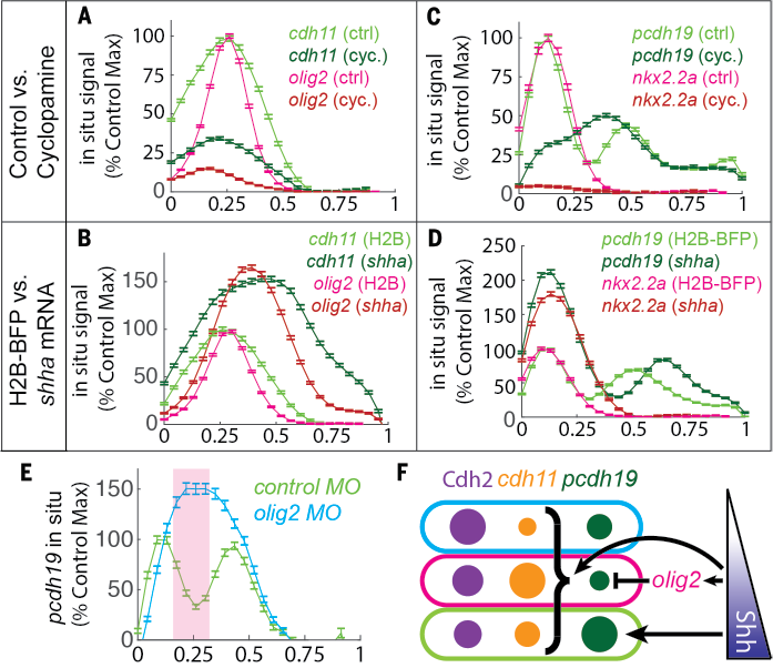 Finally, how do the cells know which adhesion molecule to make? Turns out the adhesion code is controlled by the Shh morphogen gradient, which also controls cell fate. So this puts differential adhesion under the control of a morphogen gradient! 8/12